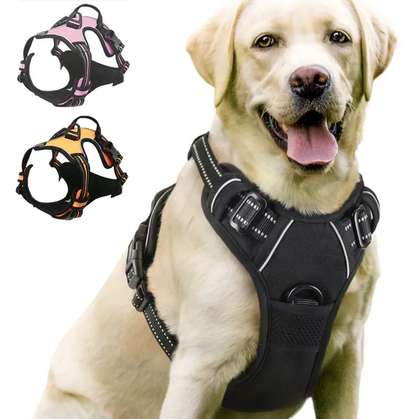 Pet Accessories